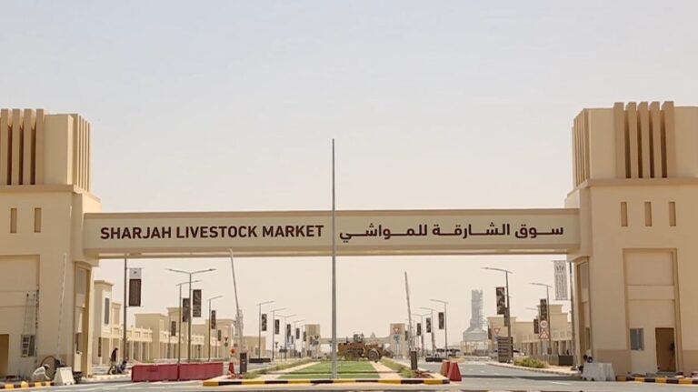 سوق المواشي الشارقة