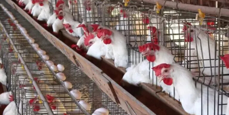 أسعار كيلو الفراخ البيضاء اليوم