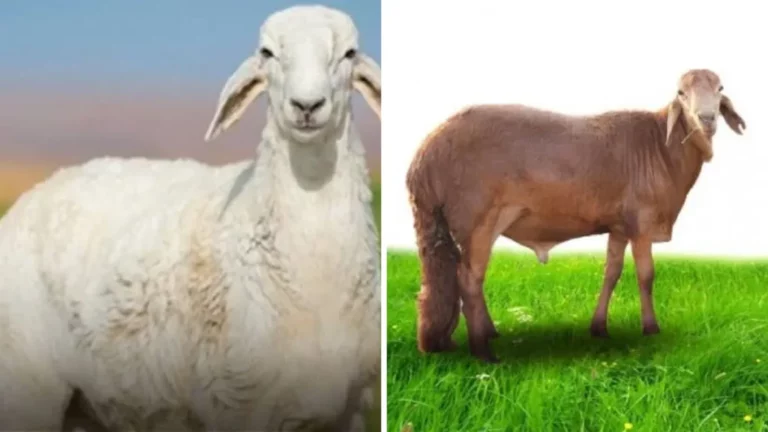 الفرق بين السواكني والحري