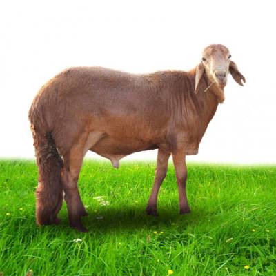 الفرق بين السواكني والحري