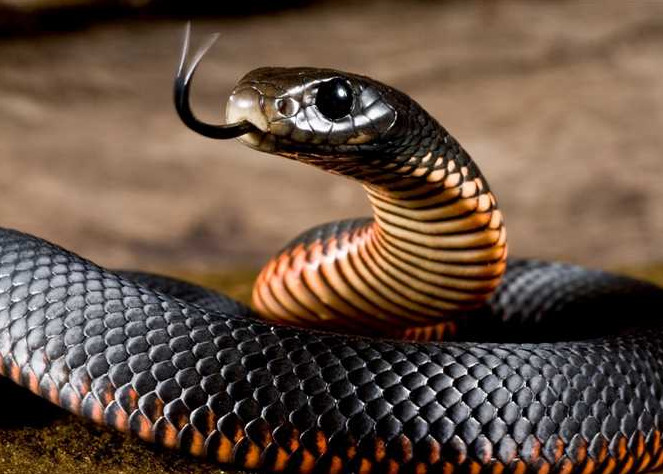 الثعبان في المنام